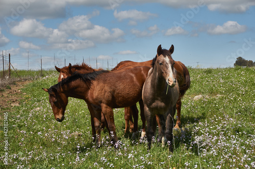 two horses on a meadow