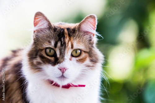 Bild auf Leinwand Adorable calico cat head portrait.