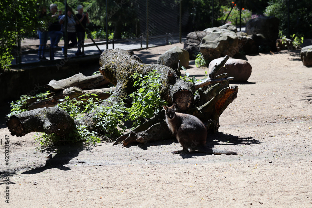 Fototapeta premium Adorable little red kangaroo photographed in a zoo named Korkeasaari located in Helsinki, Finland. June 2019. Sunny summer day. The cute kangaroo is standing on sand in its cage. Color image.