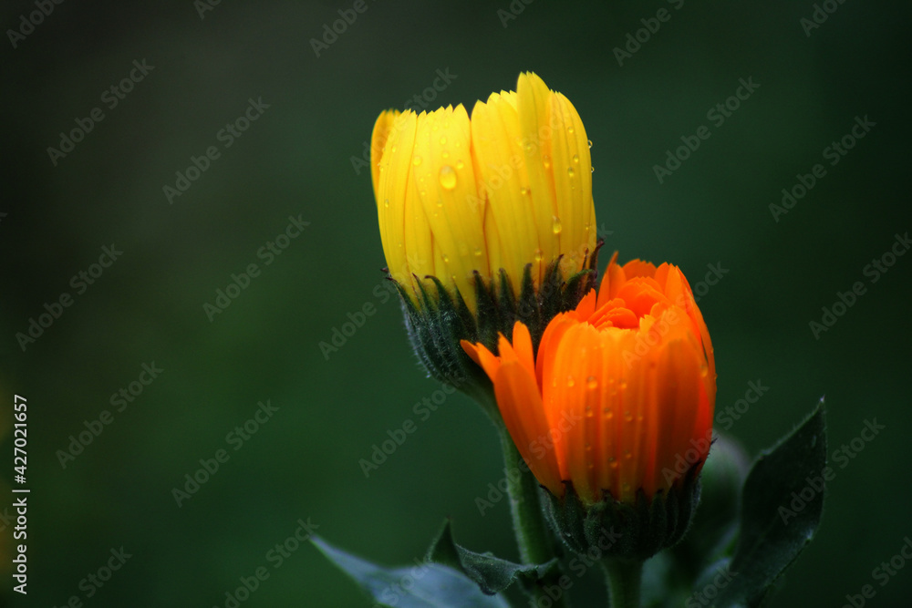 Naklejka premium yellow tulip flower