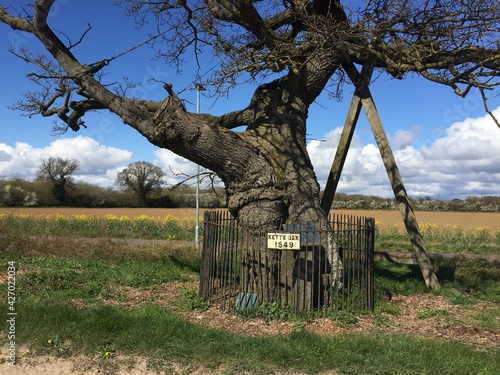 Landscape with Kett's Oak, the historic ancient oak tree marks the gathering of rural rebels of Wymondham East Anglia Norfolk during the 16th century who marched on Norwich to protest field enclosures photo