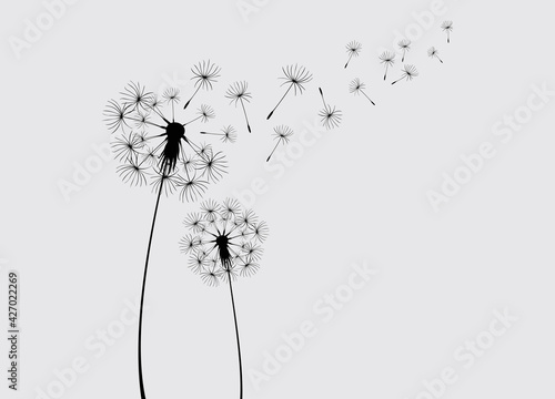 Dandelions on the cream background. Vector dandelion