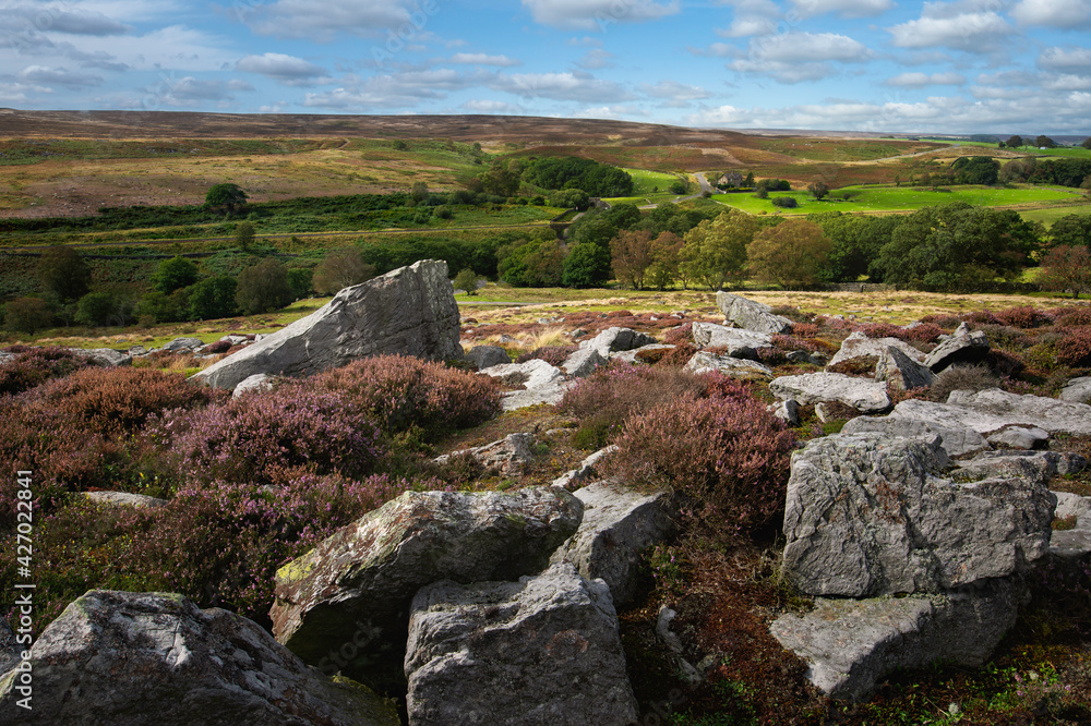 Rugged moorland with large rocks and flowering heather. Goathland, UK. Rugged moorland with large rocks and flowering heather. Goathland, UK.