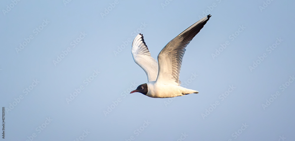 Fototapeta premium A seagull lands on a frozen lake.