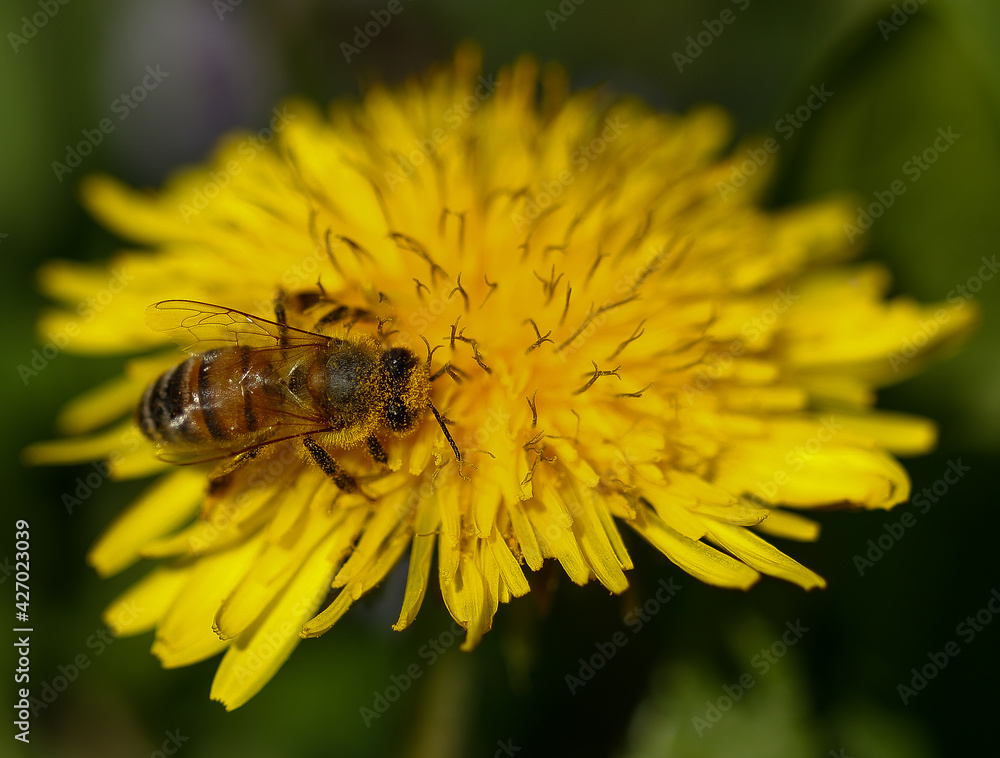 macrofotografia di ape su fiore di tarassaco, Apis mellifera, Taraxacum officinalis macrofotografia di ape su fiore di tarassaco, Apis mellifera, Taraxacum officinalis