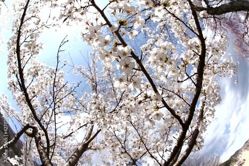 Wallpaper Mural A lot of flowers are blooming there Torontodigital.ca