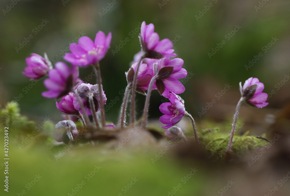 Hepatica nobilis f. rubra - unusual colored Hepatica Hepatica nobilis f. rubra - unusual colored Hepatica