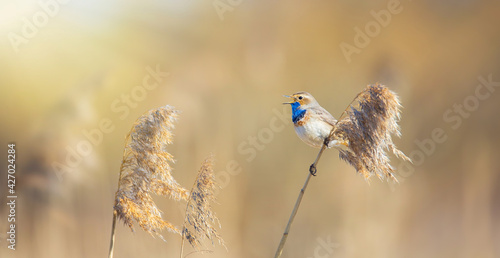 White spotted bluethroat Luscinia svecica cyanecula on a reed stalk