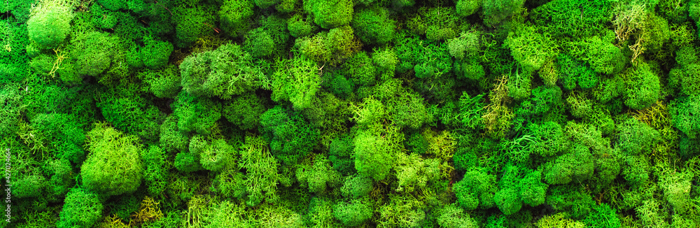 natural green moss background macro shot texture blank