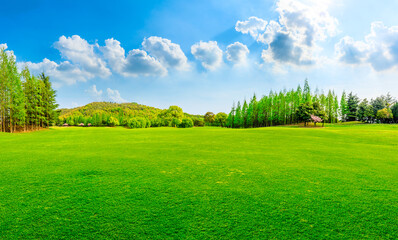 Green grass and forest in spring season.