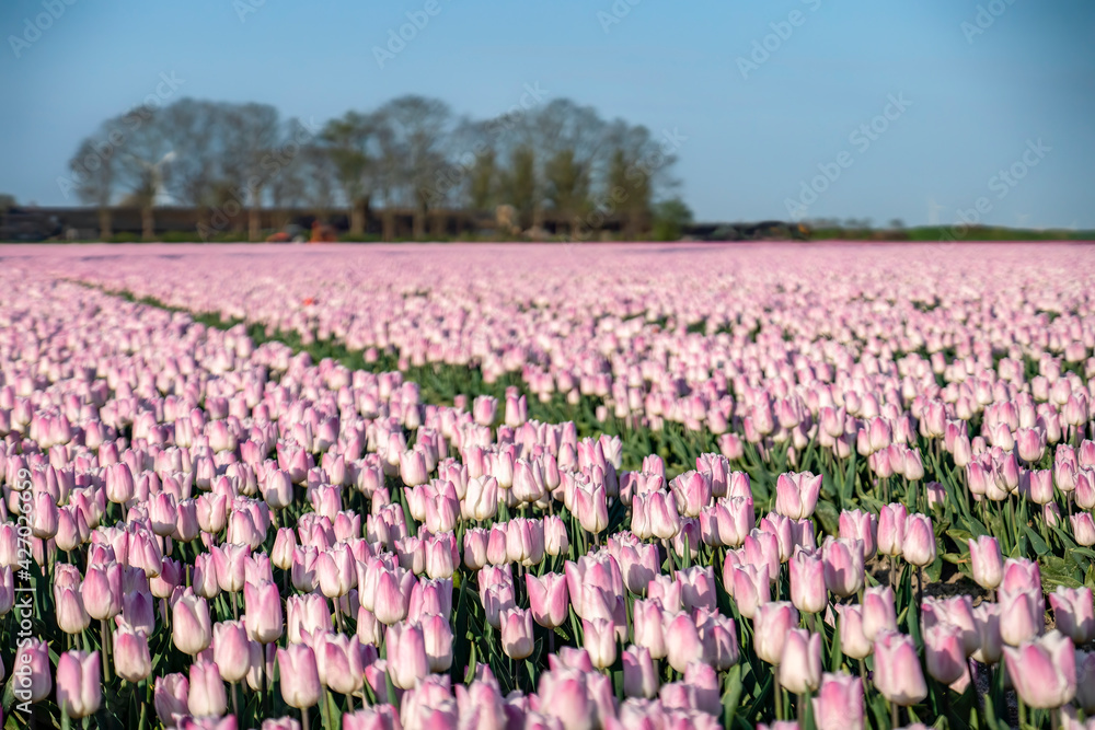 A colorful field of pink Dutch tulips. Noordoostpolder in the province of Flevoland in the Netherlands during Spring.