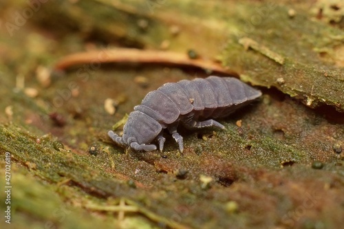 blue giant springtail Tetrodontophora bielanensis