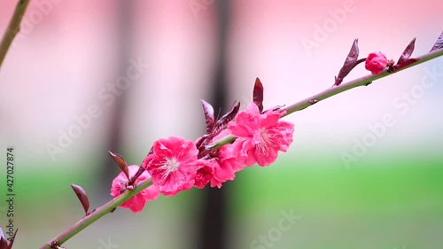 Plum blossoms in the Palace Museum in Beijing, China in spring