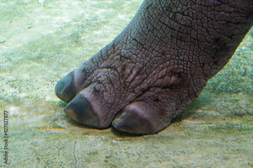 Fotografia, Obraz A common hippopotamus foot and toes (Hippopotamus amphibius) underwater view very close up