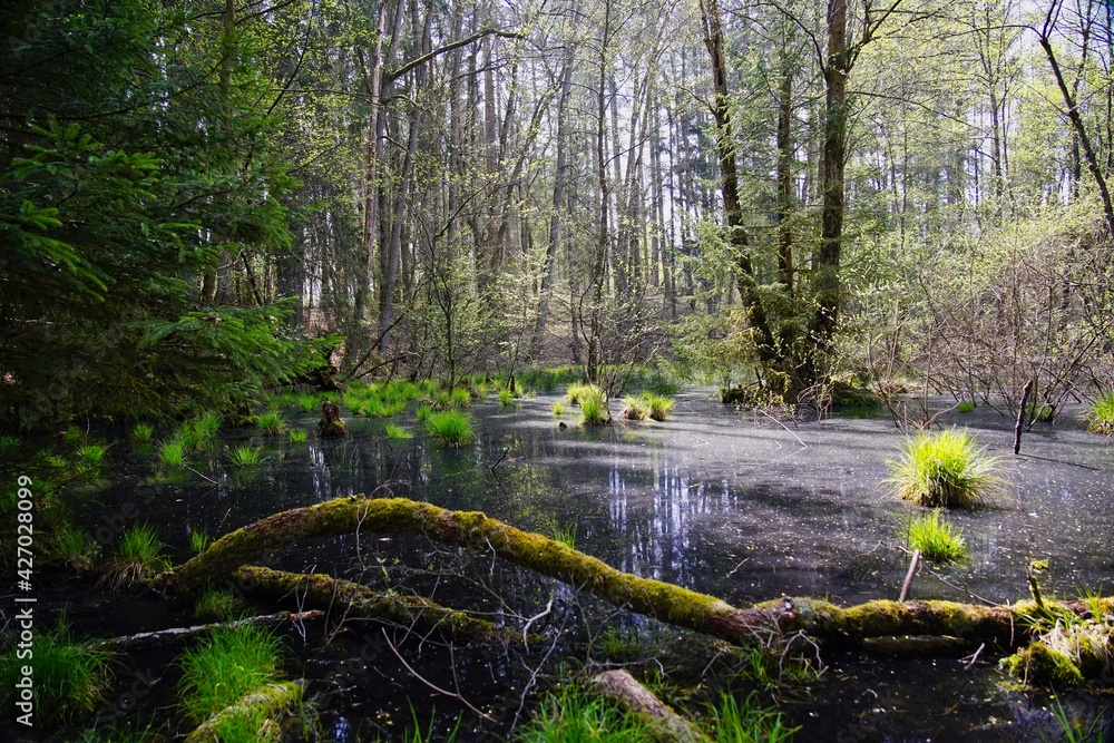 Obraz premium Auwald im Lambsbachtal bei Homburg Saar