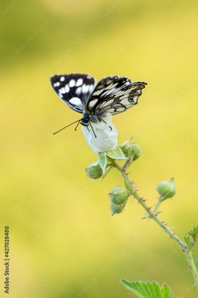 a butterfly Melanargia galathea on a field flower awaits dawn spreading its wings a butterfly Melanargia galathea on a field flower awaits dawn spreading its wings