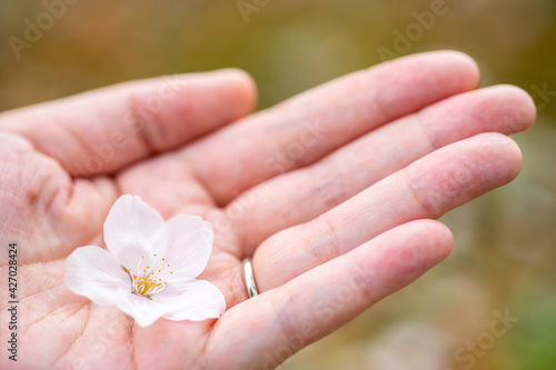 結婚指輪をする女性の手と桜