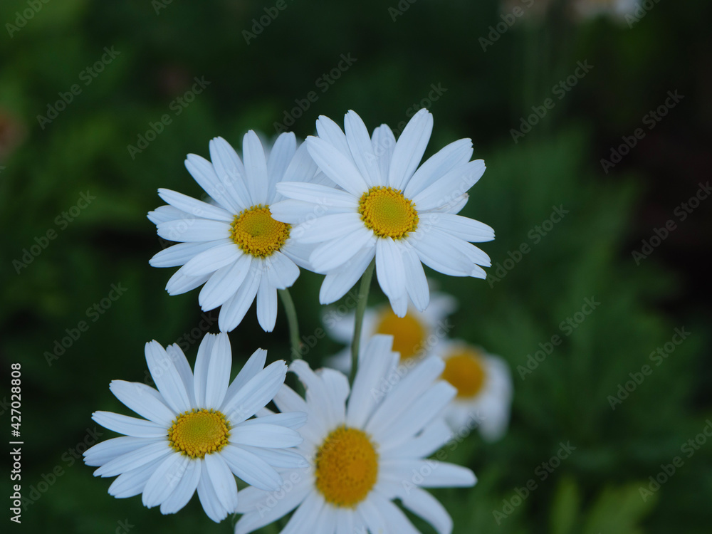 Fototapeta premium white daisies in a garden