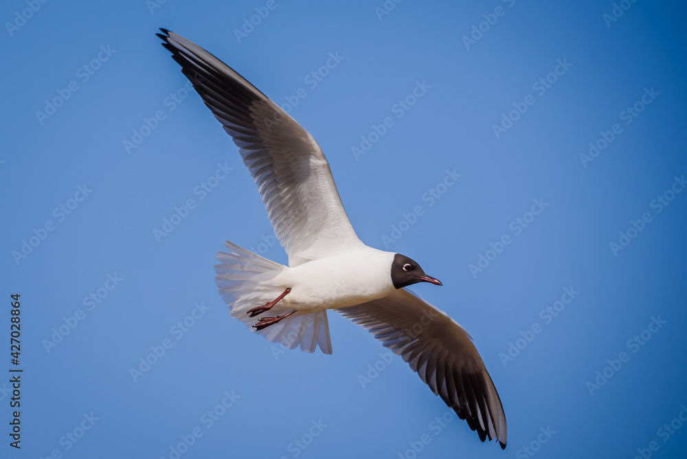 Obraz premium Black headed gull bird flying. Chroicocephalus ridibundus.
