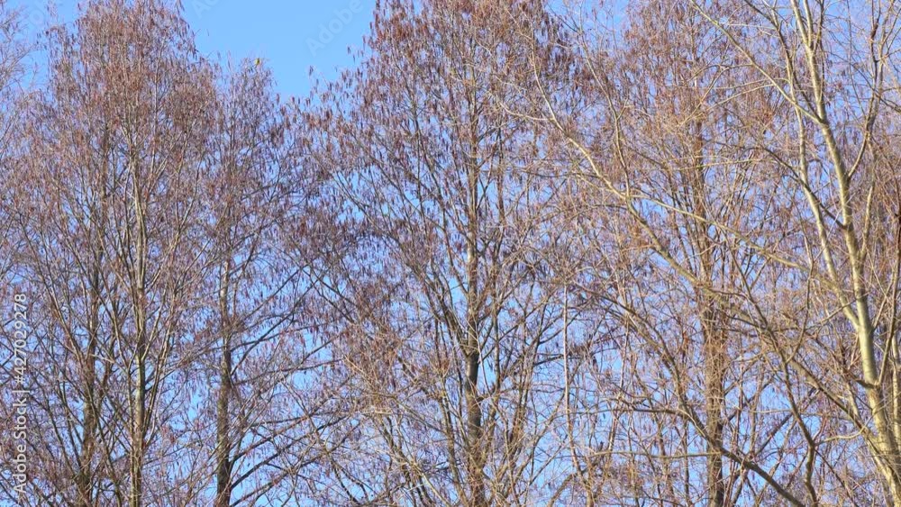 Many old tall trees with bare branches blowing by strong wind. Silhouettes of spring trees isolated on bright sunny clear blue sky background. Early spring forest landscape Many old tall trees with bare branches blowing by strong wind. Silhouettes of spring trees isolated on bright sunny clear blue sky background. Early spring forest landscape