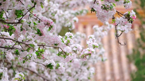 Begonia blooming in the Palace Museum in Beijing, China in spring