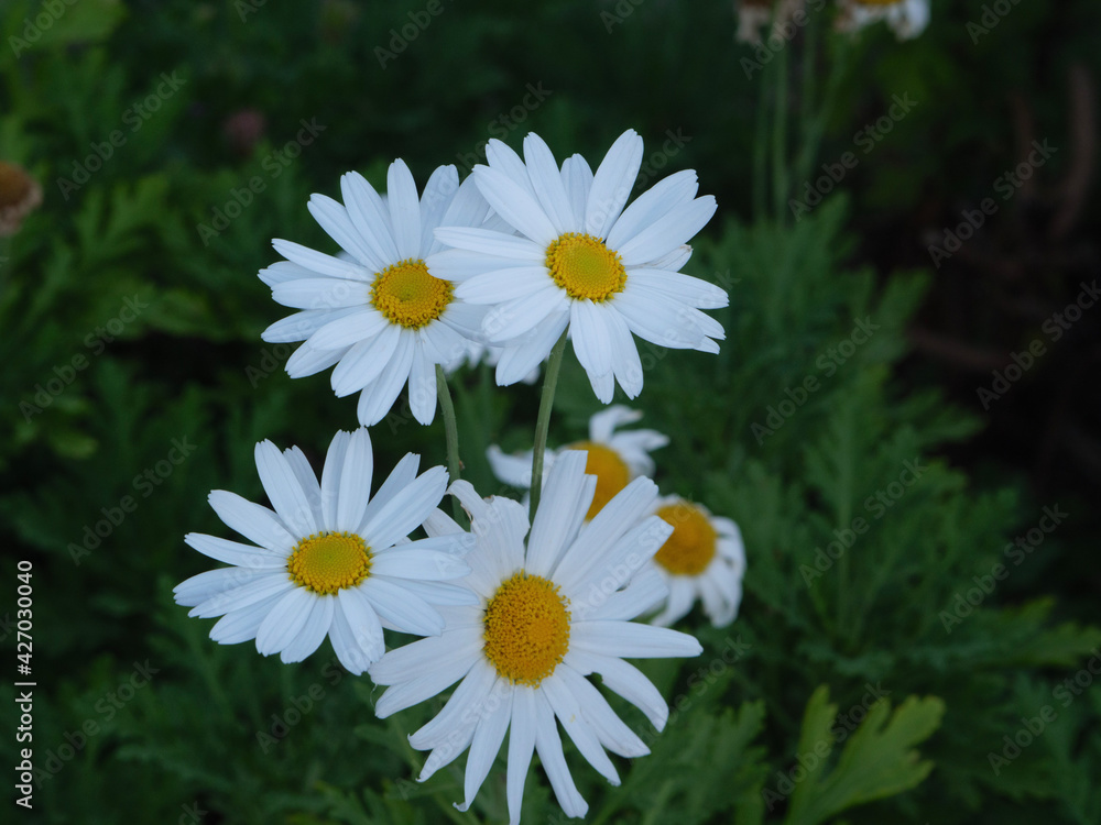 Fototapeta premium white daisies in a garden