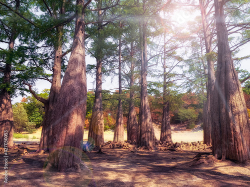 Cypress trees in a dried lake photo