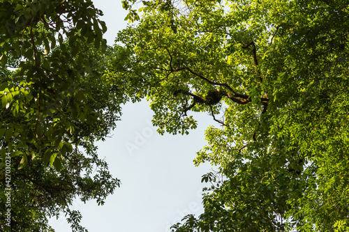 A group of green treetops and sky