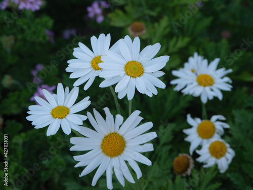 daisies in a garden