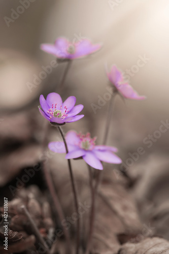 Wiosenne kwiaty - Przylaszczka pospolita © mycatherina