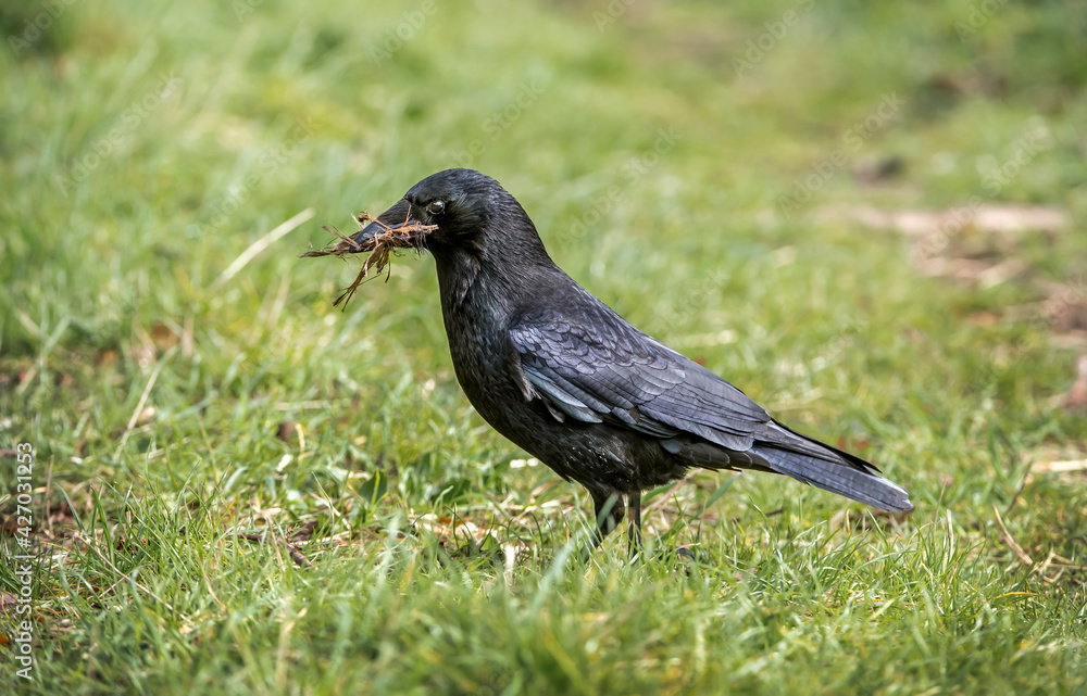 Crow, gathering material for nest building, in Scotland, in the spring Crow, gathering material for nest building, in Scotland, in the spring