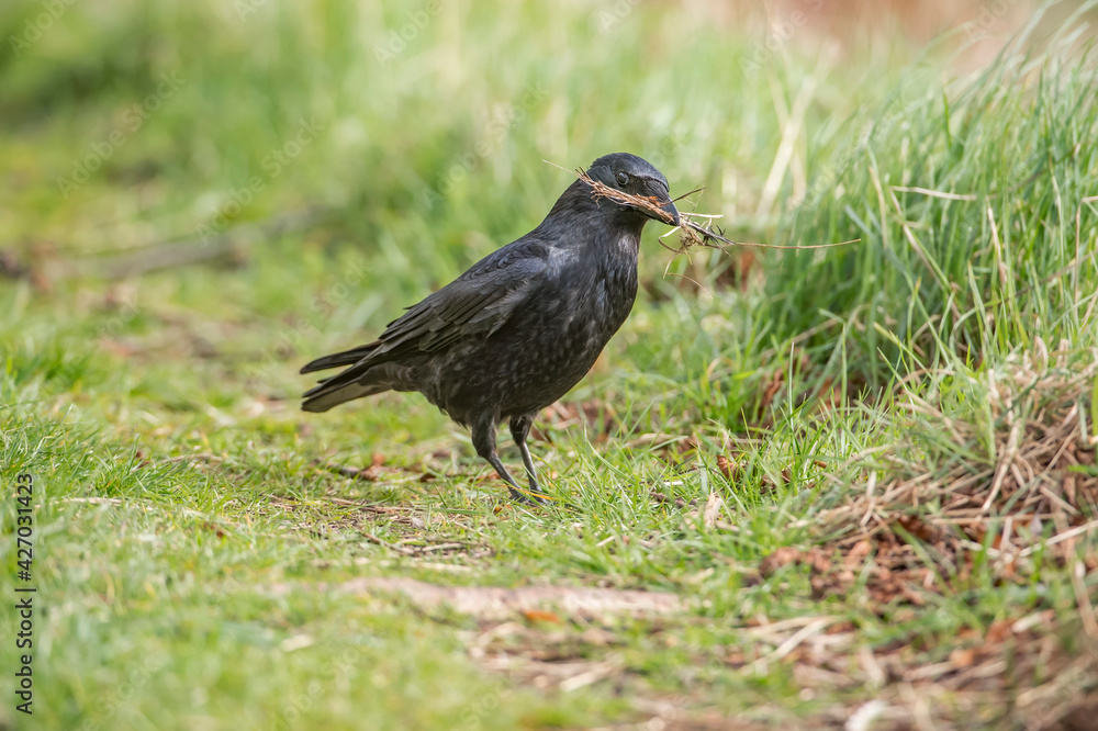 Crow, gathering material for nest building, in Scotland, in the spring Crow, gathering material for nest building, in Scotland, in the spring