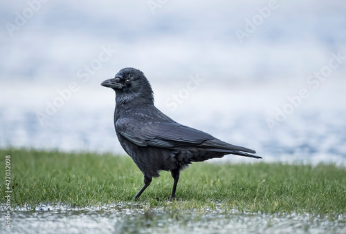 Crow, standing on a flooded field in Scotland in the winter © Digital Nature 
