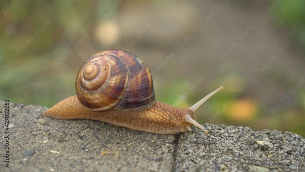 The snail moves slowly on the asphalt, animals The snail moves slowly on the asphalt, animals