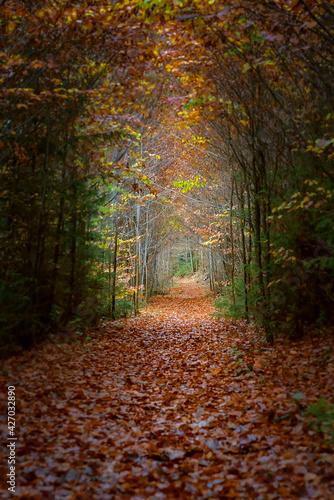 Der Herbst! Tunnelblick im Goldenen Herbstwald 