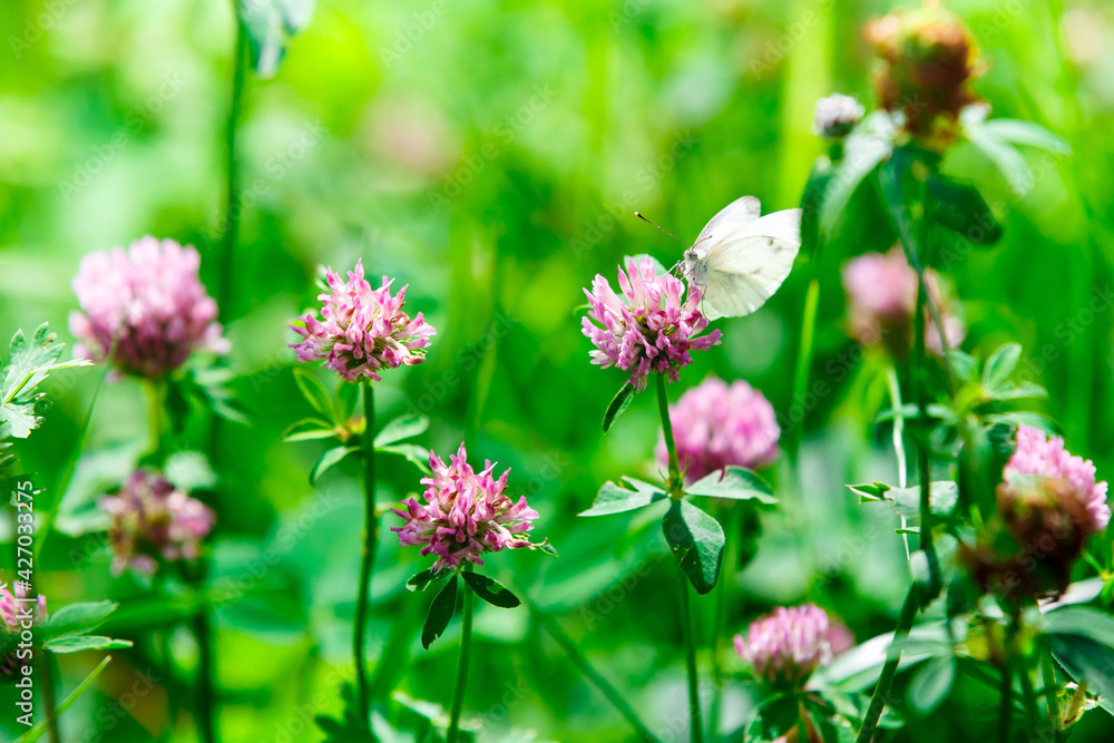 White butterfly sitting on a pink clover flower, spring green blooming wild meadow field with flowering clover on the sunlight
White butterfly sitting on a pink clover flower, spring green blooming wild meadow field with flowering clover on the sunlight