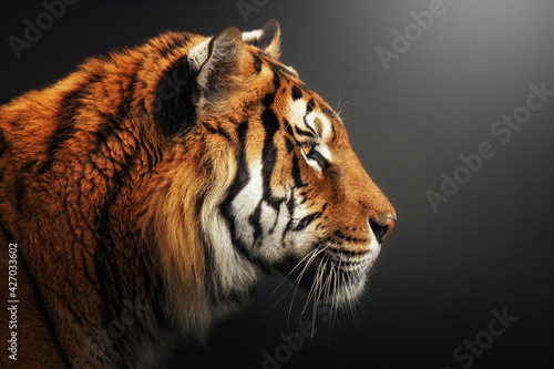 Photography Profile portrait of Bengal tiger, Panthera tigris tigris, isolated on gray-black