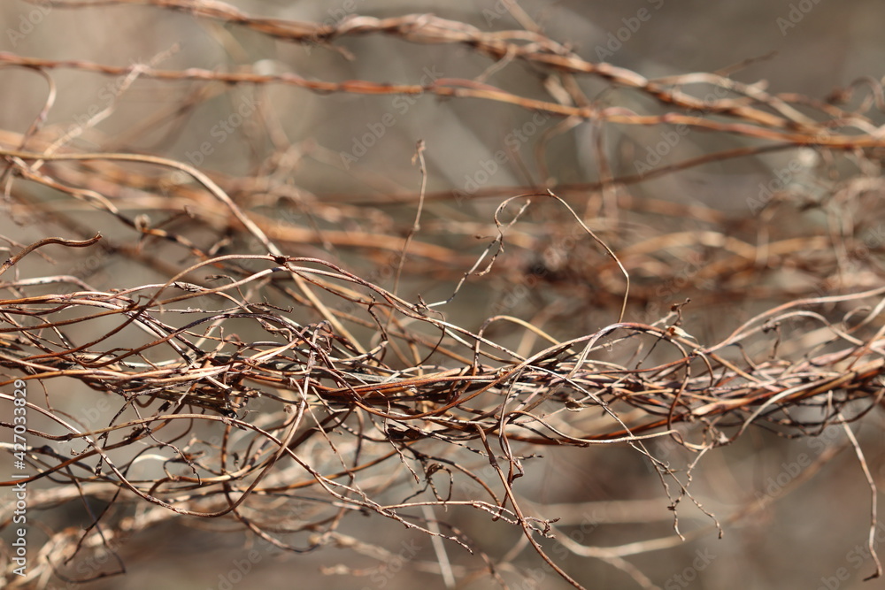 Stems of dry old grass in the steppe. Dry grass. Stems of dry old grass in the steppe. Dry grass.