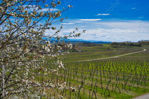 Kirschblüte auf dem HEuberg in Ettenheim in der Ortenau photo