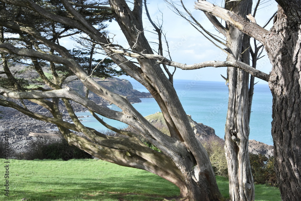 paysage arbre et mer / tree and sea landscape paysage arbre et mer / tree and sea landscape