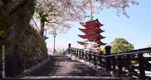 宮島の五重塔と風に揺れる満開の桜