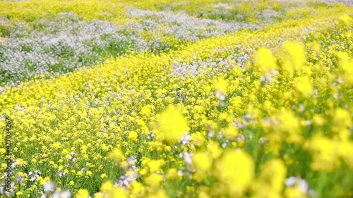 揺れる菜の花畑