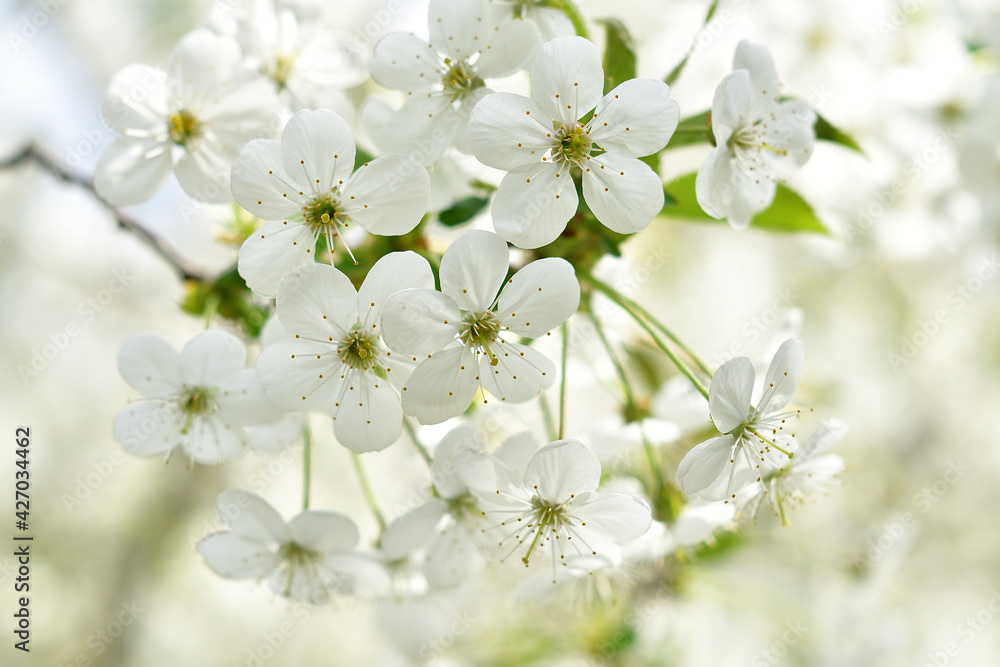Branches of blossoming cherry. Beautiful floral spring background of nature.. bees pollinate flowers. For easter and spring greeting cards with copy space. soft focus