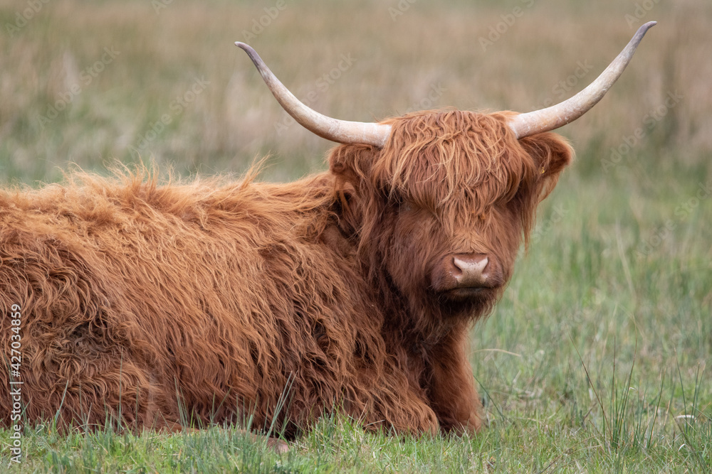 Highland cattle at Strumpshaw Fen nature reserve on the Norfolk Broads