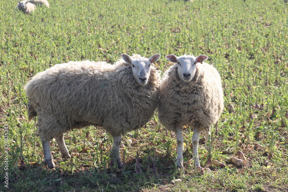 Sheep grazing in field at laming time In spring In North Yorkshire UK Sheep grazing in field at laming time In spring In North Yorkshire UK