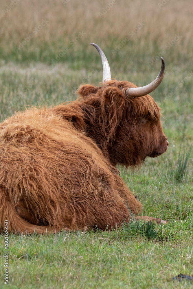 Highland cattle at Strumpshaw Fen nature reserve on the Norfolk Broads Highland cattle at Strumpshaw Fen nature reserve on the Norfolk Broads