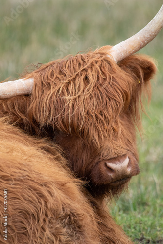 Photography Highland cattle at Strumpshaw Fen nature reserve on the Norfolk Broads