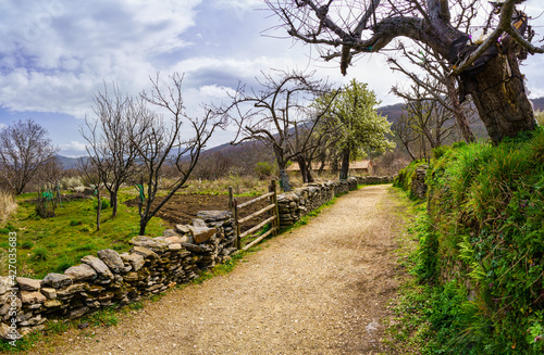 Path in the countryside between agricultural orchards and flowering trees in spring.