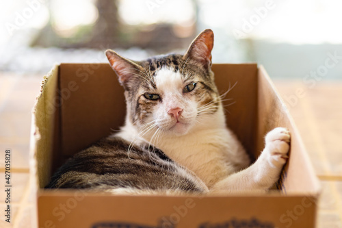 Um gato malhado descansando dentro de uma caixa de papelão.