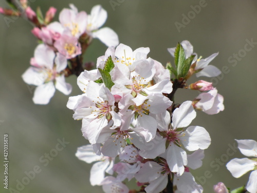 Blooming tree  early spring  beautiful view attracts the eye  romantic mood  desire for freedom and a walk